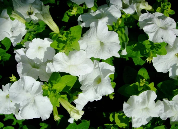 緑の間に白い繊細な花を咲かせます — ストック写真