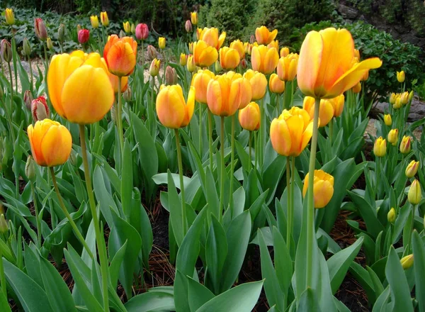 Sárga narancs tulipán nő a botanikus kertben — Stock Fotó