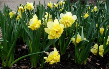 Sarı Nergis nergis büyümek bahçede