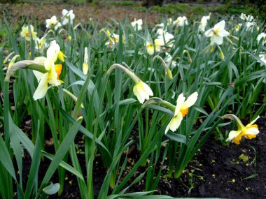 Sarı Nergis nergis büyümek bahçede