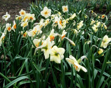 Sarı Nergis nergis büyümek bahçede