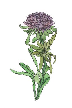 Sulu Boya çizim çiçek Aster yaprakları Art nouveau ile