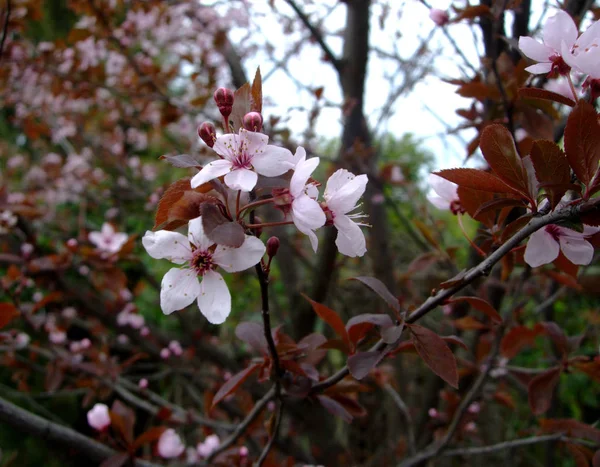 Flores rosa maçã no jardim botânico — Fotografia de Stock