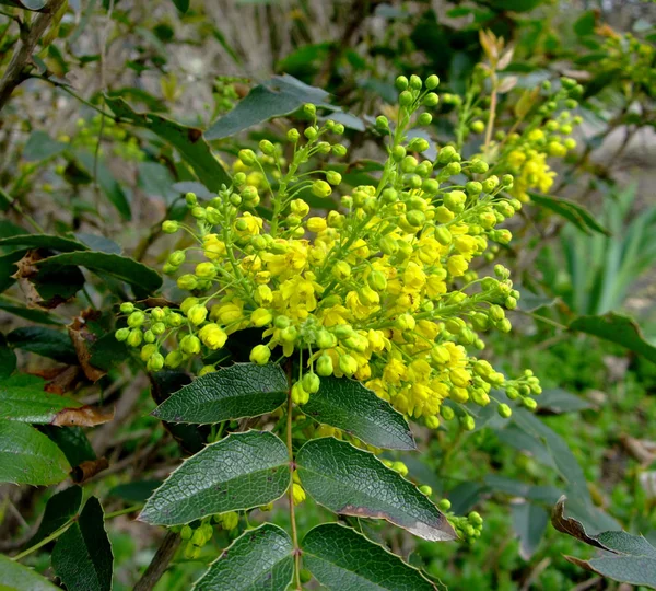 Flor amarela pequena flor no jardim botânico — Fotografia de Stock