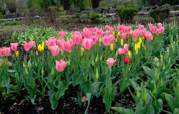 Rózsaszín tulipán nő a botanikus kertben — Stock Fotó