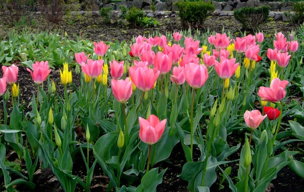 Rózsaszín tulipán nő a botanikus kertben — Stock Fotó