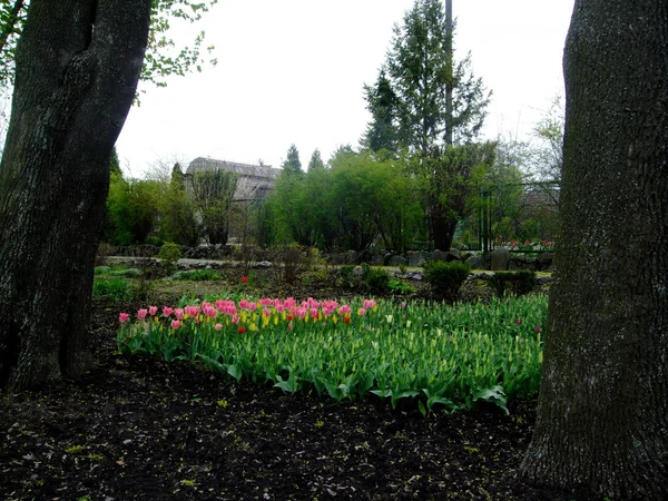 Les tulipes roses poussent dans le jardin botanique — Photo