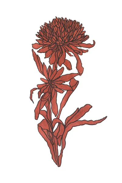 Konturabbildung Blume Aster mit Blättern Jugendstil — Stockfoto