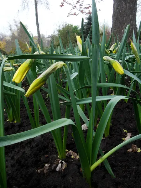 Sárga nárcisz nárcisz grow a kertben — Stock Fotó