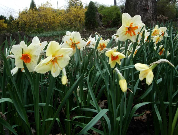 Sárga nárcisz nárcisz grow a kertben — Stock Fotó
