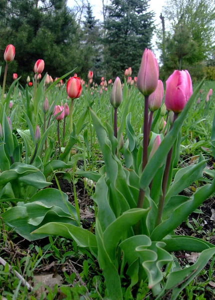 Rózsaszín tulipán nő a botanikus kertben — Stock Fotó