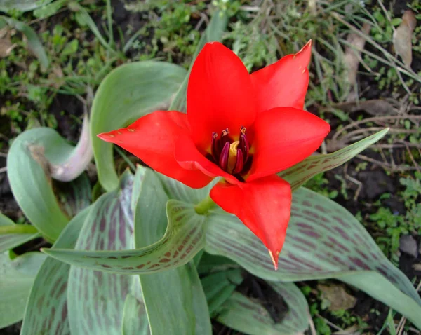 赤いチューリップが植物園で育つ — ストック写真