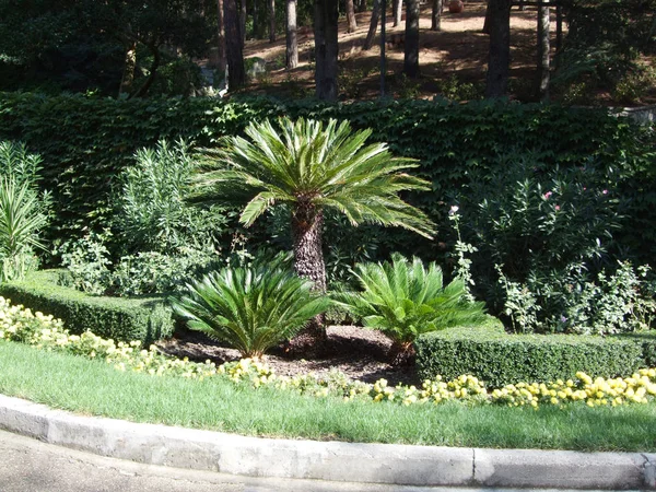 Palmen groeien in de botanische tuin in het groene gras in ochtend — Stockfoto
