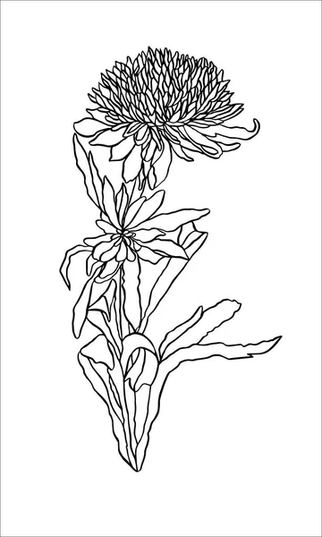 Illusztráció Aster virág levelei Art nouveau Contour — Stock Fotó