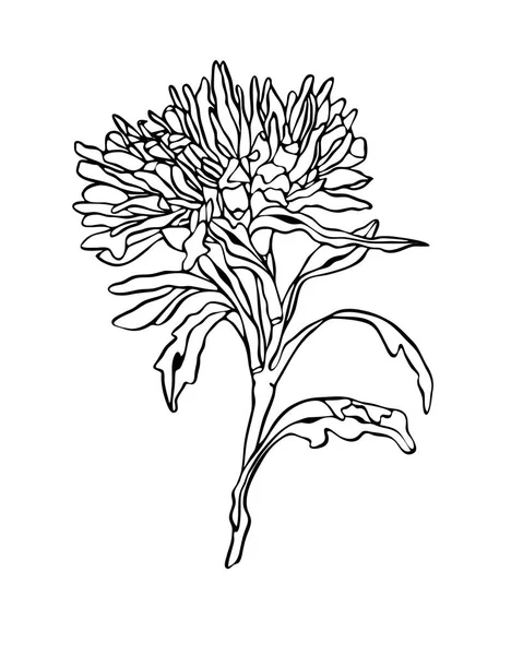 Контурная иллюстрация Flower Aster with leaves Art nouveau — стоковое фото