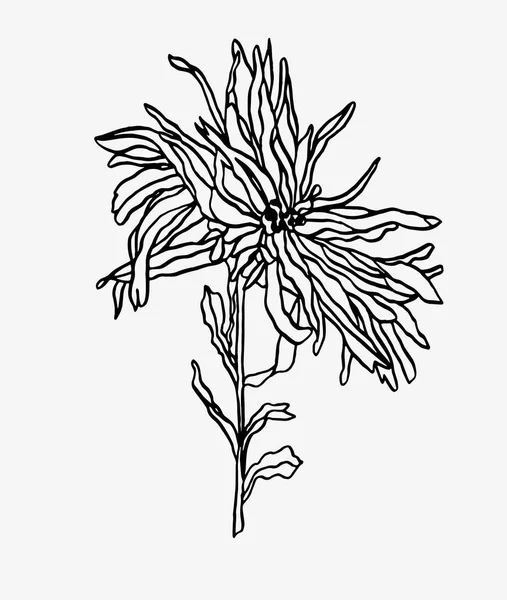 Contour illustratie bloem Aster met bladeren Art nouveau — Stockfoto