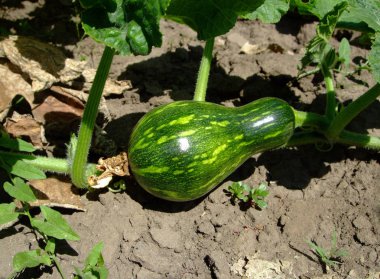 Güneşin altında yerdeki yeşil kabak