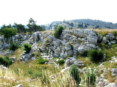 Tepeler ve dağlar bitki örtüsü ve bitkileri ile kaplı