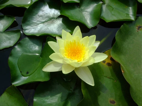 Yellow water lily on the green leaves in water — Stock Photo, Image