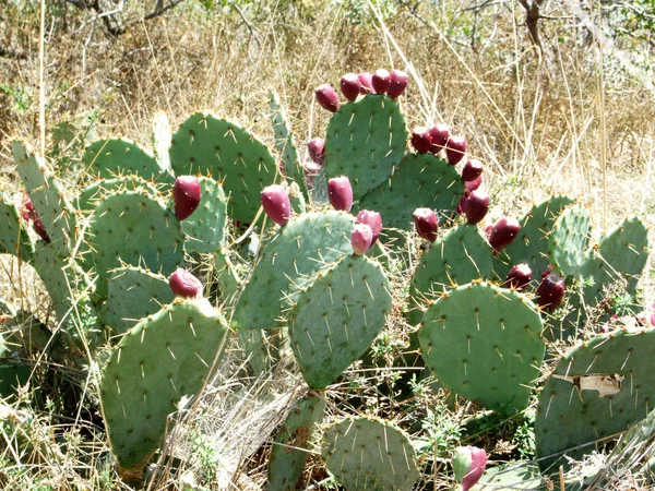 Cactus opuntia peer met bessen groeit op de helling van de berg. — Stockfoto