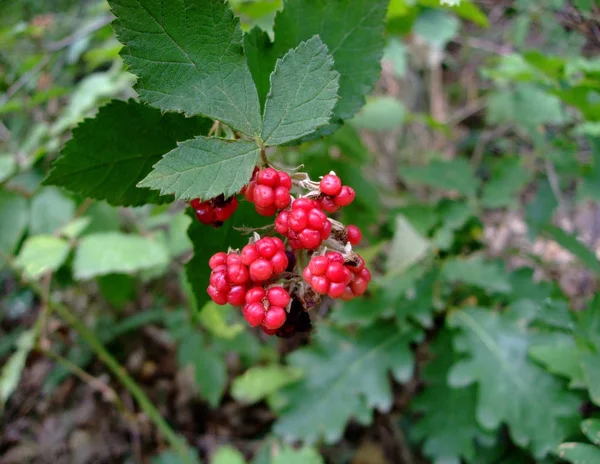 Berri raspberry di hutan diantara daun dan ranting — Stok Foto