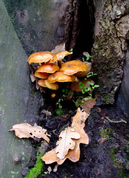 Champignons orange poussent sur un arbre avec des feuilles — Photo