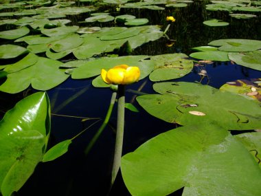 Karanlıkta küçük sarı nilüfer yeşil yaprakları