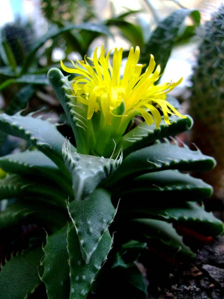 Succulente di cactus con fiore giallo in vaso da giardino — Foto Stock