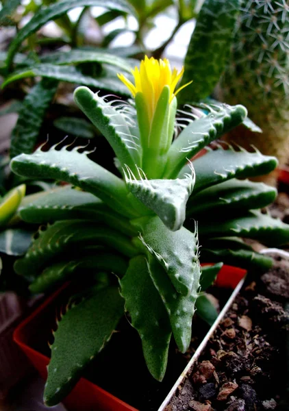 Succulente di cactus con fiore giallo in vaso da giardino — Foto Stock