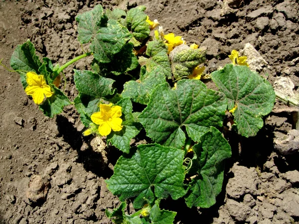 Flor de pepino amarelo no chão no jardim do sol — Fotografia de Stock