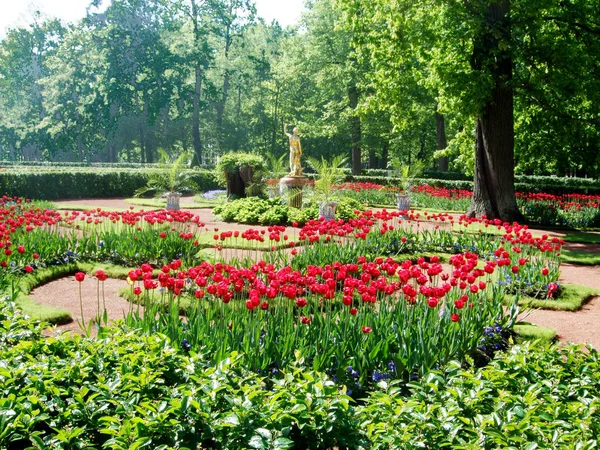 Bunte Tulpen wachsen im berühmten Park — Stockfoto