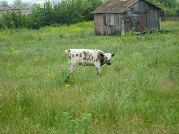 A white little cow in the field