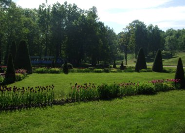 Peterhof parkında Tulips ve ağaçlar