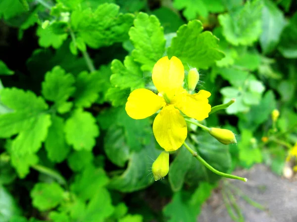 Gula blommor av svalört blossom i trädgården — Stockfoto