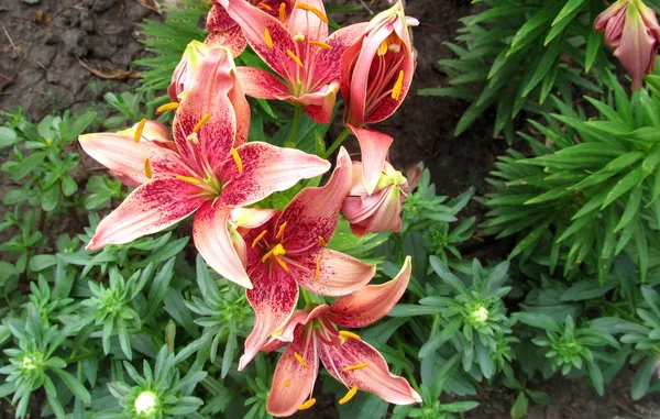 Rood oranje gekleurde lily in botanische tuin — Stockfoto