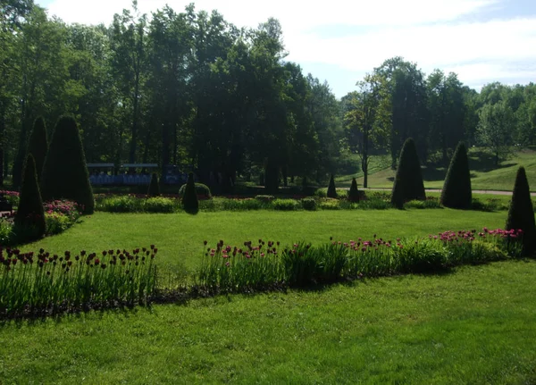 Tulpen und Bäume im Peterhof-Park — Stockfoto