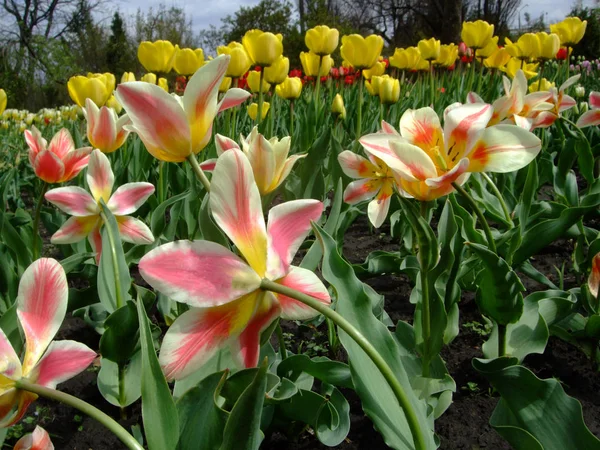 Csíkos rózsaszín tulipán nő a kertben, eső után — Stock Fotó