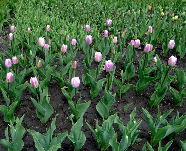 Rózsaszín tulipán nő a kertben, eső után — Stock Fotó