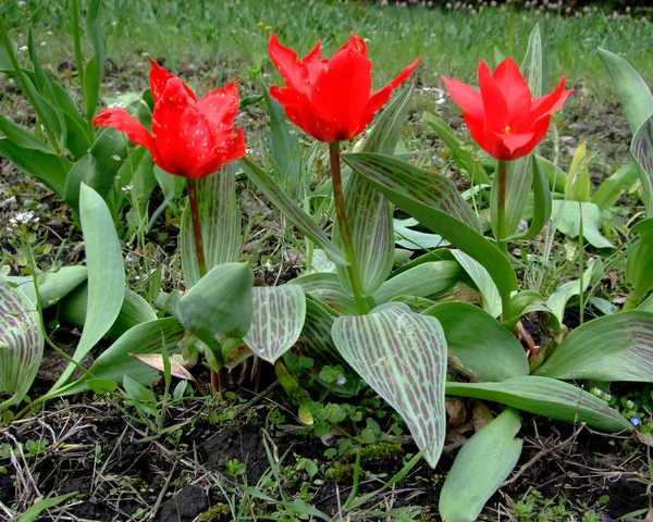 Vörös tulipán nő a kertben, eső után — Stock Fotó