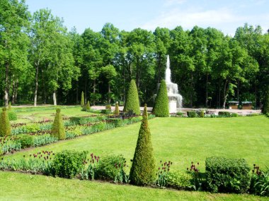 Peterhof Parkı yeşil ağaçların
