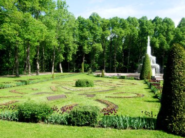 Peterhof Parkı yeşil ağaçların
