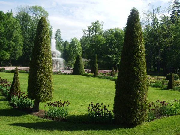 Tulipas e árvores no parque de Peterhof — Fotografia de Stock
