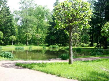 Göl Parkı yeşil ağaçlar