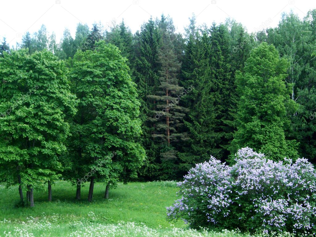 Green oak trees in the forest on a glade