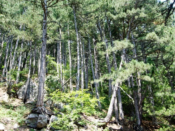 Árvores na floresta selvagem Crimeia — Fotografia de Stock