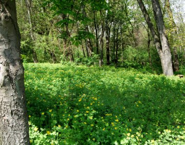 Yeşil ağaçlar orman ve güneşli park