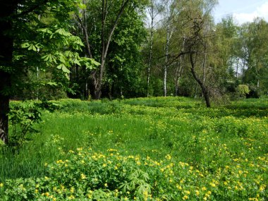 Yeşil ağaçlar orman ve güneşli park