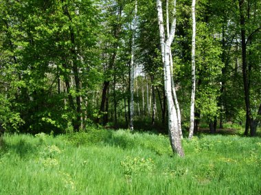 Yeşil ağaçlar orman ve güneşli park