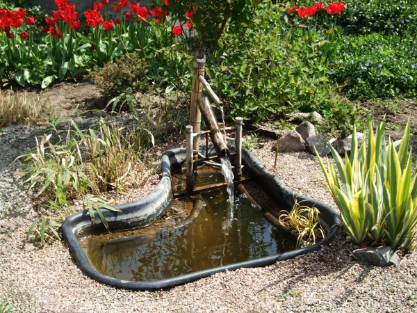 Kleiner Wasserteich im botanischen Garten — Stockfoto