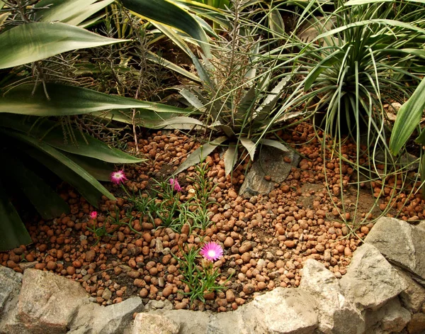 Suculento em folhas no jardim botânico — Fotografia de Stock